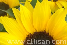 Empresa de jardinería en Madrid